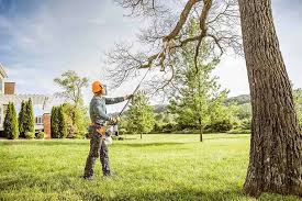 Best Tree Disease Treatment  in Lewiston, CA