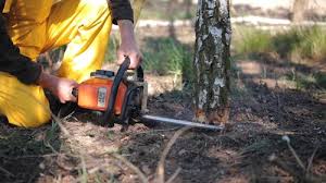 Best Tree and Shrub Care  in Lewiston, CA