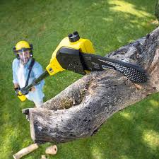 Best Tree Removal  in Lewiston, CA