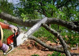 Trusted Lewiston, CA Tree Services Experts