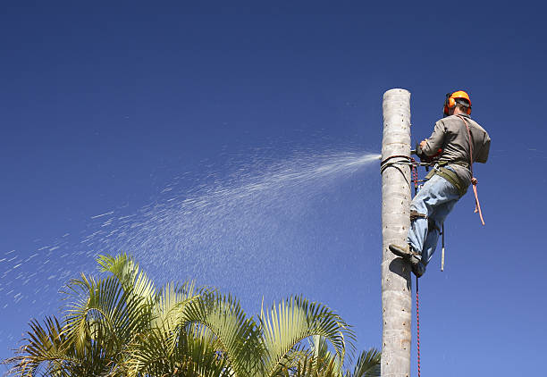 Lawn Renovation and Restoration in Lewiston, CA