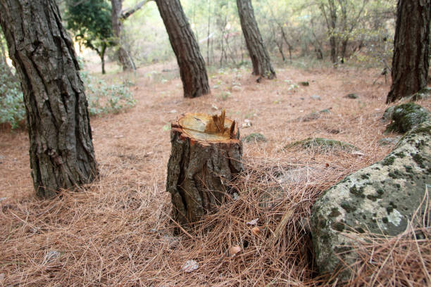 How Our Tree Care Process Works  in  Lewiston, CA