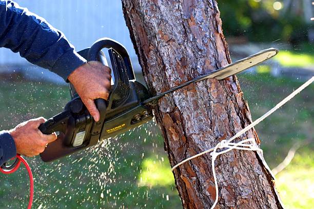 Best Palm Tree Trimming  in Lewiston, CA