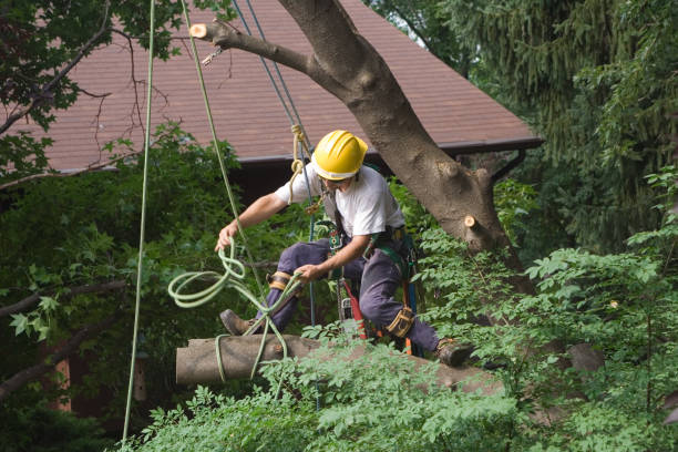 Best Tree Maintenance Programs  in Lewiston, CA