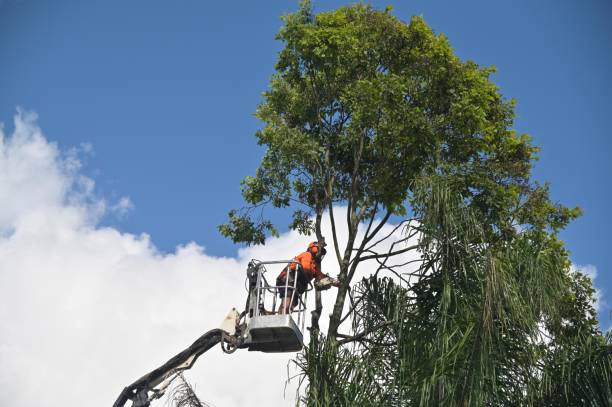 Best Storm Damage Tree Cleanup  in Lewiston, CA