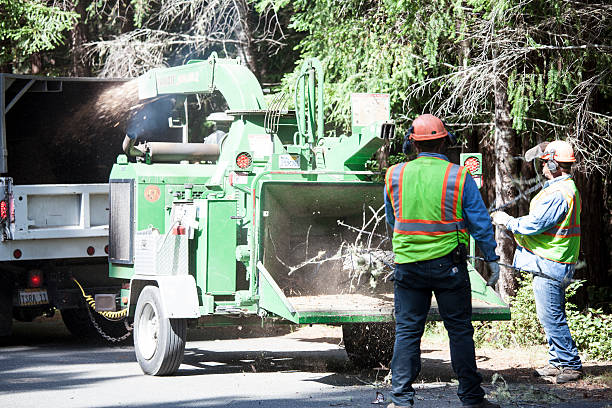 Best Stump Grinding and Removal  in Lewiston, CA