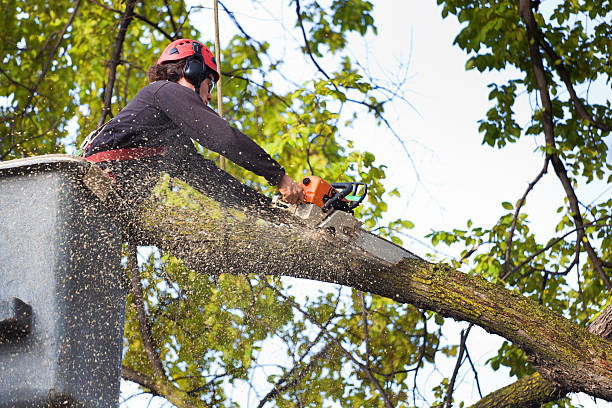 Best Tree Risk Assessment  in Lewiston, CA