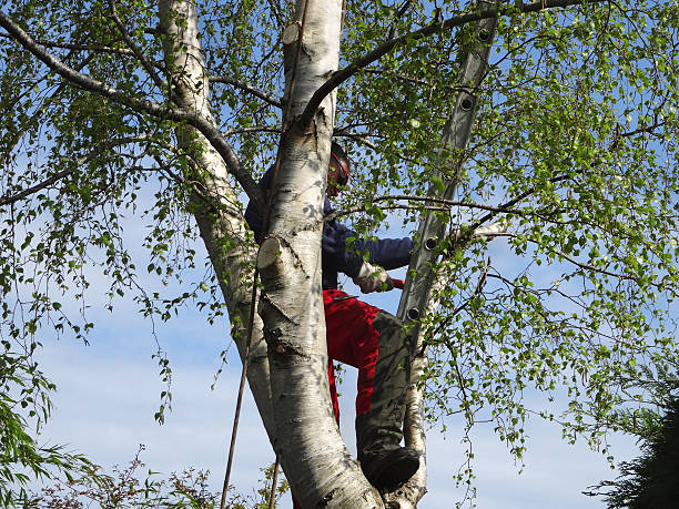 Best Tree Trimming and Pruning  in Lewiston, CA